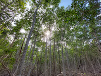 1030 Everglades 2022 Mangrove