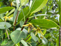 1039 Everglades 2022 Roadside Flowers 2022 Mangrove Flowers