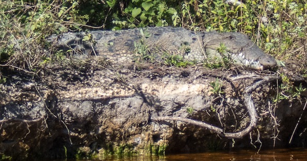 American Crocodile Near the Ranger Station