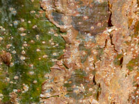 0009 Everglades 2023 Sandfly Island Gumbo Limbo Bark