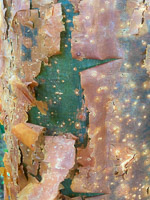 0010 Everglades 2023 Sandfly Island Gumbo Limbo Bark