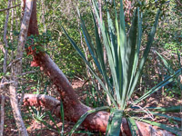 0011 Everglades 2023 Sandfly Island