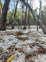 0024 Everglades 2023 Rabbit Key