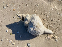 0025 Everglades 2023 Rabbit Key