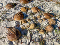 0026 Everglades 2023 Rabbit Key Horseshoe Crab