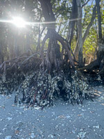 0027 Everglades 2023 Rabbit Key