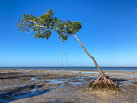 0028 Everglades 2023 Rabbit Key Mangrove