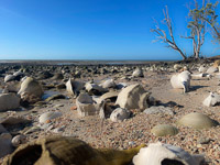 0029 Everglades 2023 Rabbit Key