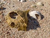 0030 Everglades 2023 Rabbit Key