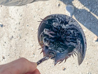 0031 Everglades 2023 Rabbit Key Horseshoe Crab