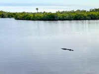 0042 Everglades 2023 Sweetwater Chickee Alligator