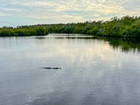 0043 Everglades 2023 Sweetwater Chickee Alligator