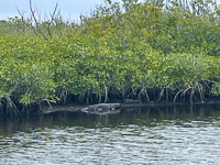 0046 Everglades 2023 Sweetwater Chickee Alligator