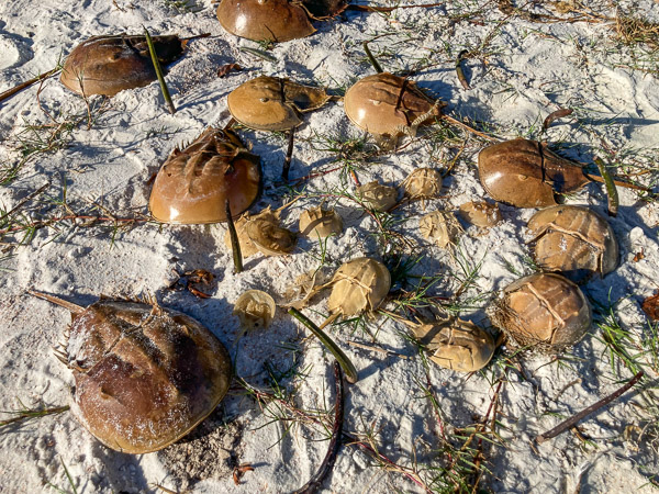 Ring of Horseshoe Crab Shells
