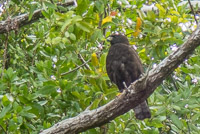 1021 Birds Everglades 2024 Zone Tailed Hawk