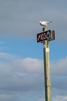 1052 Birds Everglades 2024 Sign Tern