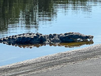 1005 Everglades 2025 Crocodile