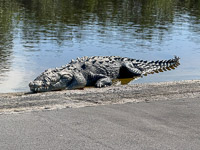 1006 Everglades 2025 Crocodile