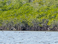 1011 Birds Everglades 2025 Lesser Scaup