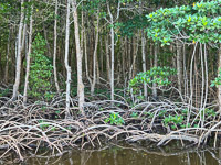 1029 Everglades 2025 Mangrove