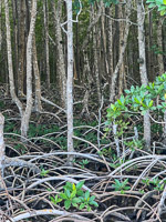 1030 Everglades 2025 Mangrove