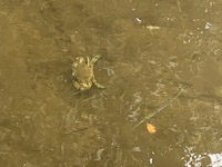 1034 Critters Everglades 2025 Blue Crab Pinfish