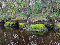1061 Everglades 2025 Buttonwood Canal