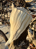 0028 Everglades 2026 