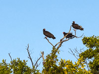 0033 Birds Everglades 2026 