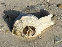 0042 Everglades 2026 