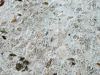 0042a Critters Everglades 2026 Tracks