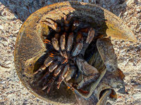 0067 Critters Everglades 2026 