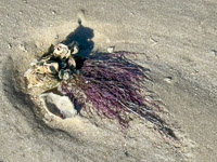 0068 Everglades 2026 