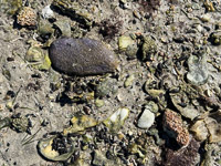 0070a Everglades 2026 Oil Tarball