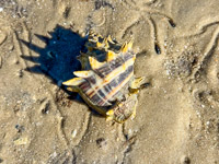 0071b Critters Everglades 2026 