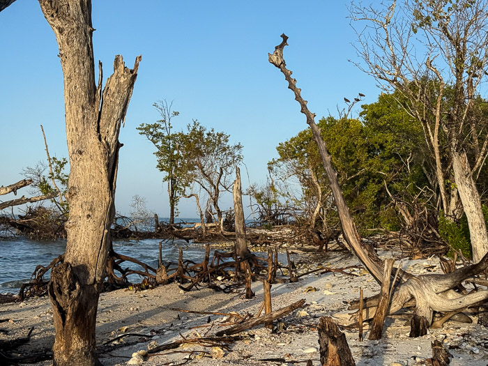 Still Life with Vultures