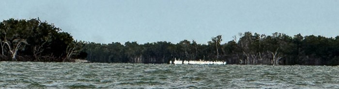 White Pelicans in the Distance