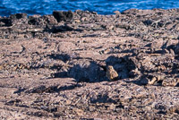 0132 Galapagos Short Eared Owl