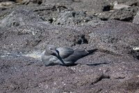 0550 Galapagos Lava Gull