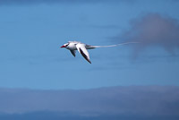 0686 Galapagos Red Billed Tropic Bird