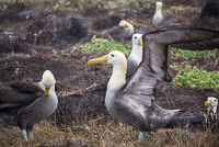 0852 Galapagos Waved Albatross
