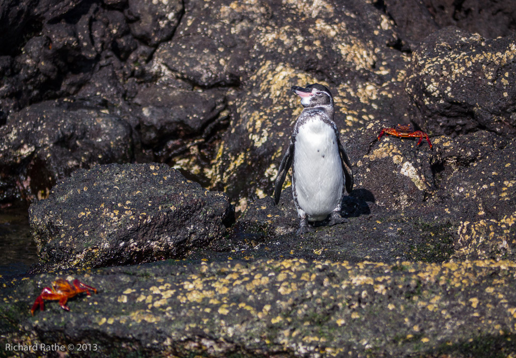 Galápagos Penquin with Friends