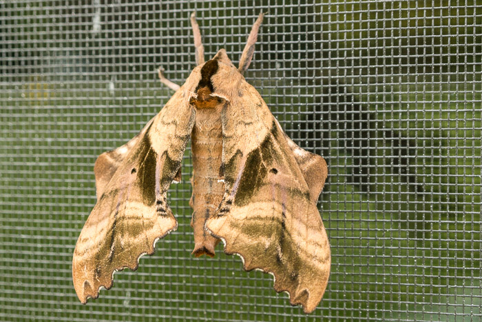 01 Garden Gods 2017 1