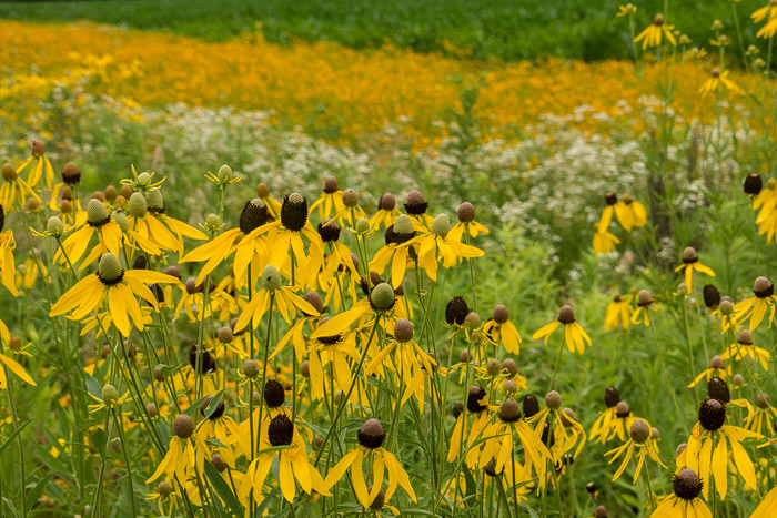 02 Garden Gods 2017 2