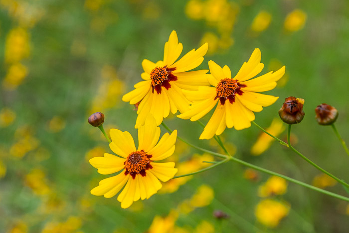 03 Garden Gods 2017 3