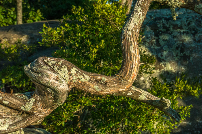 10 Garden Gods 2017 10