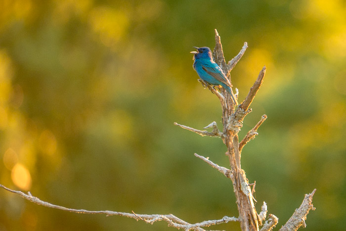 31 Garden Gods 2017 31