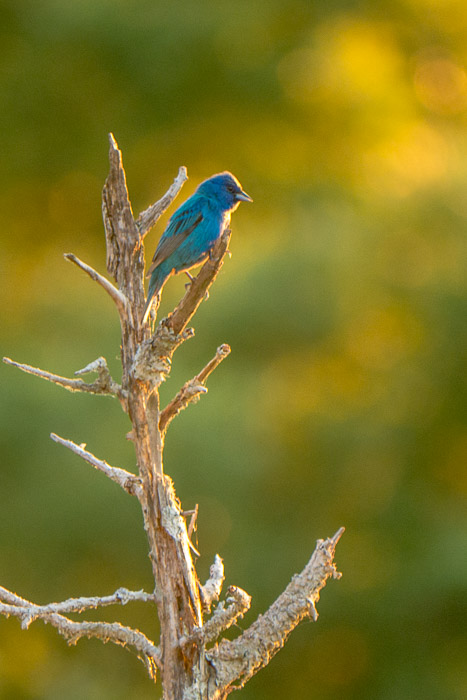 32 Garden Gods 2017 32