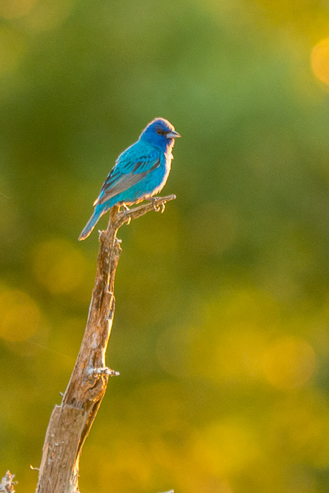 33 Garden Gods 2017 33