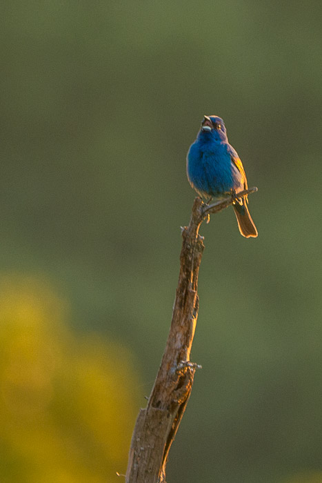 35 Garden Gods 2017 35